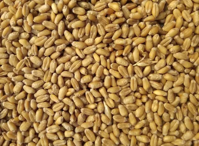 Grains & Legumes